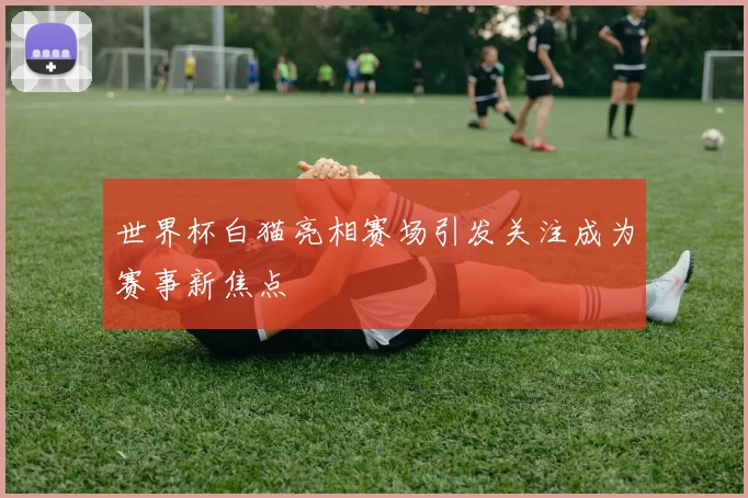 世界杯白猫亮相赛场引发关注成为赛事新焦点